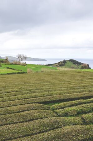 Gorreana Tea Plantation in Sao Miguel Island, Azores, Portugal. Tea fields surrounded by green...
