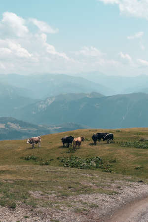 Mountain landscape in Svaneti region, Georgia, Asia. Cows and snowcapped hills in the background. Summer mountain landscape. Blue sky with clouds above. Georgian travel destinationの写真素材