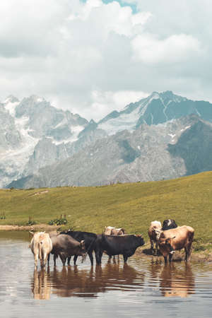 Mountain landscape in Svaneti region, Georgia, Asia. Cows in Koruldi Lakes and snowcapped hills in...