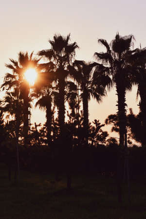 Silhouettes of palm trees during sunset. Photographed against the sun.の写真素材