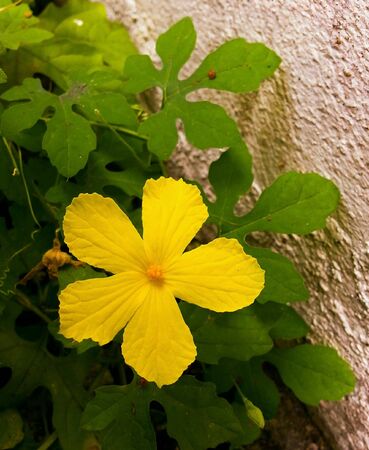 The gourd flowers along the wallの素材
