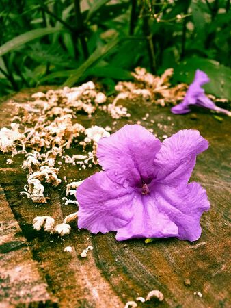 Purple rain on a timber filled with mushrooms.の素材