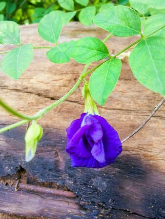 Blue pea climbed down from the fence to the old timber.の素材