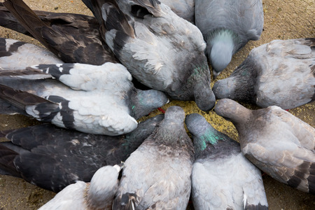 Pigeons fight over a breadの写真素材