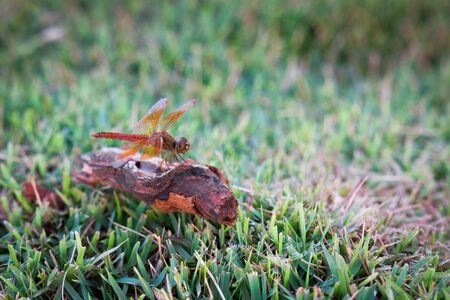 Dragonfly clinging to a blade of grass, select focusの写真素材