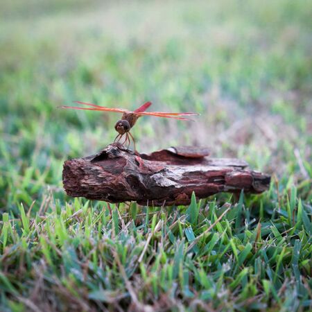 Dragonfly clinging to a blade of grass, select focusの写真素材