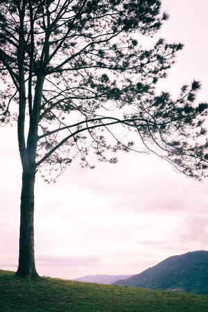 lonely tree isolated on the mountain,vintageの写真素材