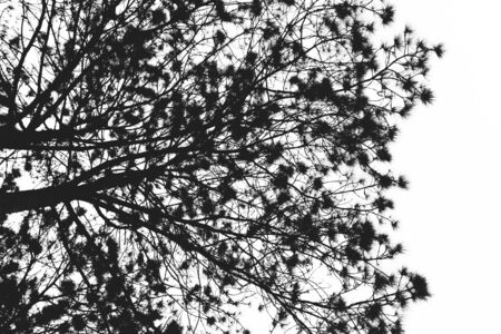 Lonely tree isolated on the mountain,vintage gain ,blackandwhiteの写真素材