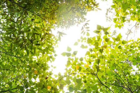Green leaves with bright sunshine backgroundの写真素材