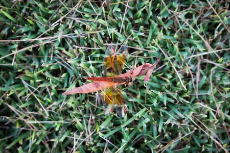 Dragonfly clinging to a blade of grass, select focus,topviewの写真素材