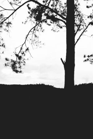 Lonely tree isolated on the mountain,vintage gain ,blackandwhiteの写真素材