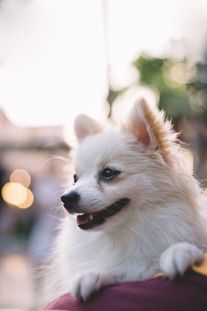 Chihuahua look at something,smiley dogの写真素材