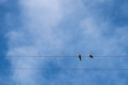 birds coupleの写真素材