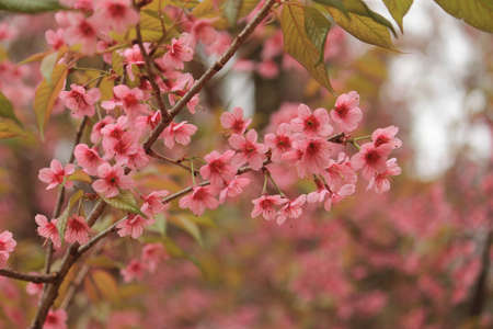 Wild Himalayan Cherry in Thailandの写真素材