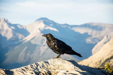 Raven on the top of the peak around Banff Gondola in the Rocky Mountains, Banff National Park, Alberta, Canada.の写真素材