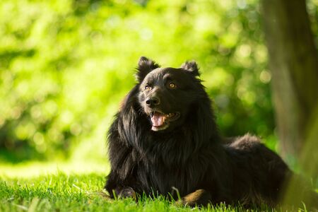 A portrait of a sitting dog during sunset in the grass.の写真素材