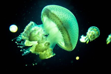 Photo of jellyfish floating in the aquarium taken in Stanley Park Aquarium, in Vancouver, British Columbia, Canadaの写真素材