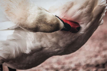 Detail of swan cleaning her body.