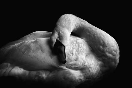 Sleeping beauty, huddling swan in black and white. Beautiful gentle creatureの写真素材