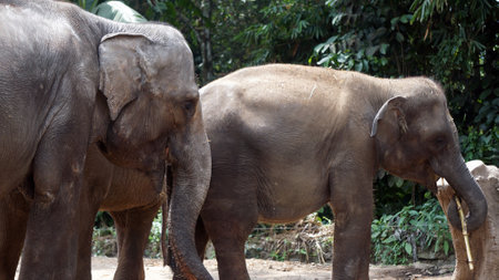 Bogor, Indonesia - August 16, 2018: Elephants at Taman Safari Indonesiaのeditorial素材