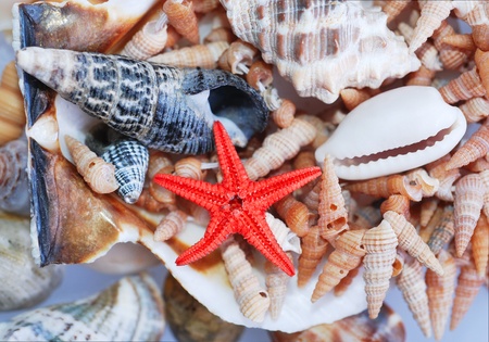 group of shell and star