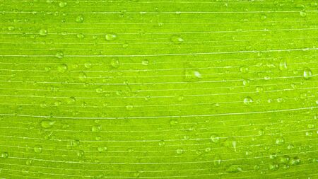 a green leaves with rain droplets