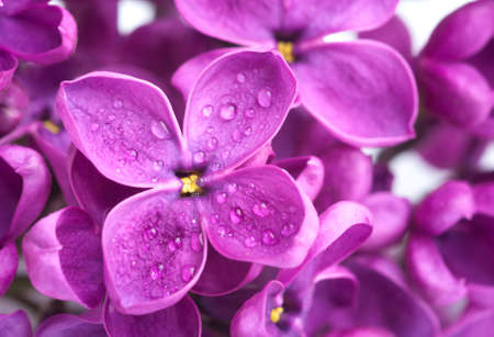 a macro of lilac with drop