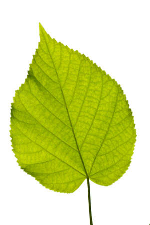 a leaf, isolated on white