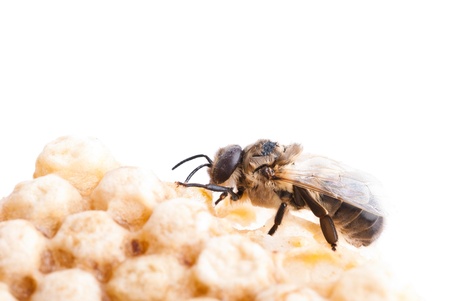 a bee on a honeycombの写真素材