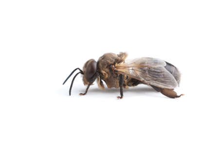 a bee, isolated on whiteの写真素材
