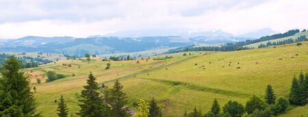 cow on grassland on mountain, panoramaの写真素材