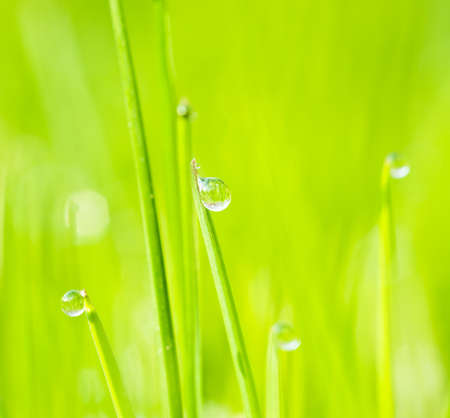 a drop on the grass