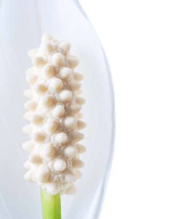 a flower, isolated on  whiteの写真素材