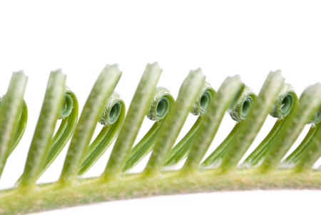 a macro of cycas, isolated on white