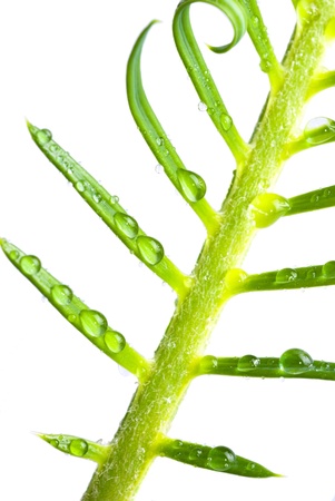 a cycas sprout, isolated on whiteの写真素材