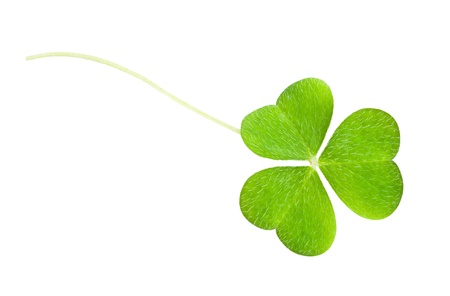 a clover isolated on whiteの写真素材