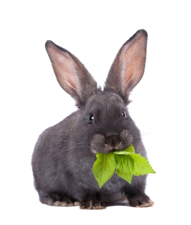 a rabbit,isolated on whiteの写真素材