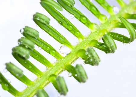 a tendril, macro of plant