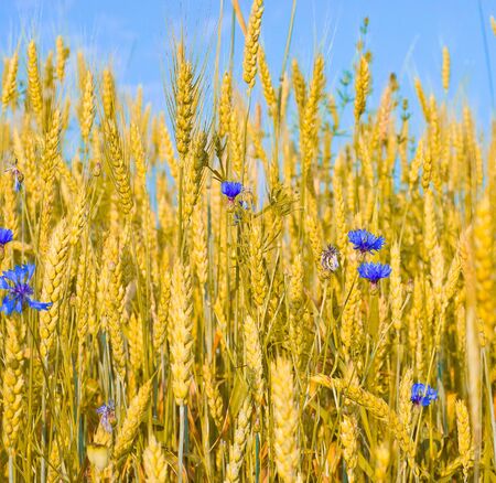 ear of wheat on cloud skyの写真素材