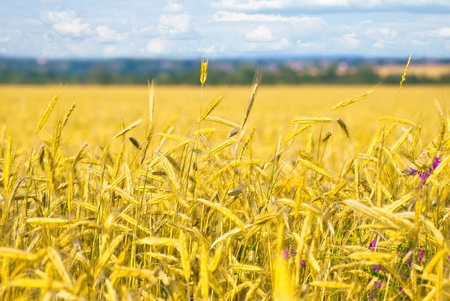 ear of wheat on cloud skyの写真素材