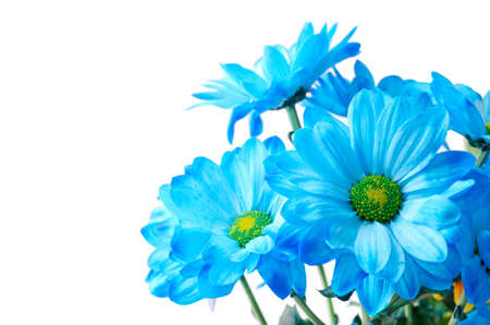 Blue chrysanthemum isolated on whiteの写真素材