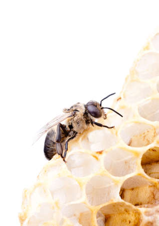 a bee on a honeycell, isolated on whiteの写真素材