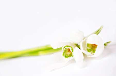 a snowdrop on white backgroundの写真素材