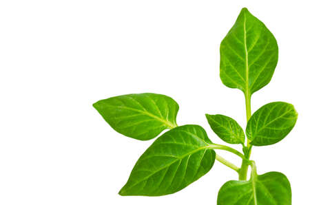 a green plant  on whiteの写真素材