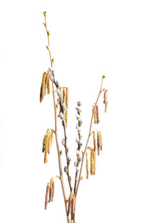 birch bud, isolated on whiteの写真素材