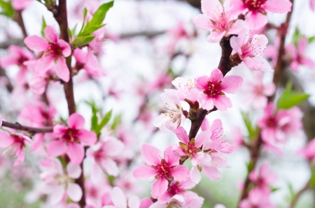 a pink blossom on treeの写真素材