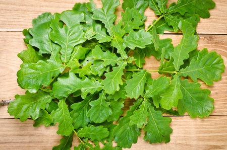 natural oak wood texture and green leaves