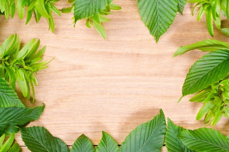 natural oak wood texture and hornbeam green leavesの写真素材