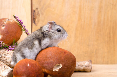 group of orange-cap boletus on wooden board and mouseの写真素材