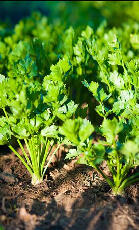 a green  celery on gardenの写真素材